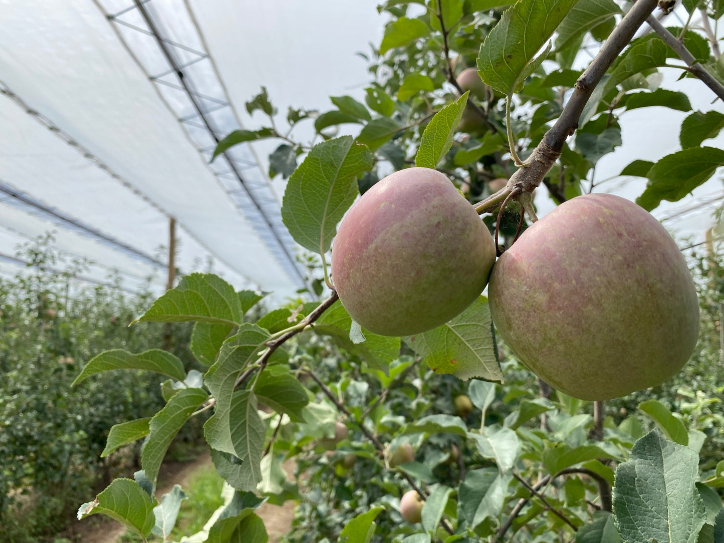 Plástico antilluvia | Protección impermeable para cultivos