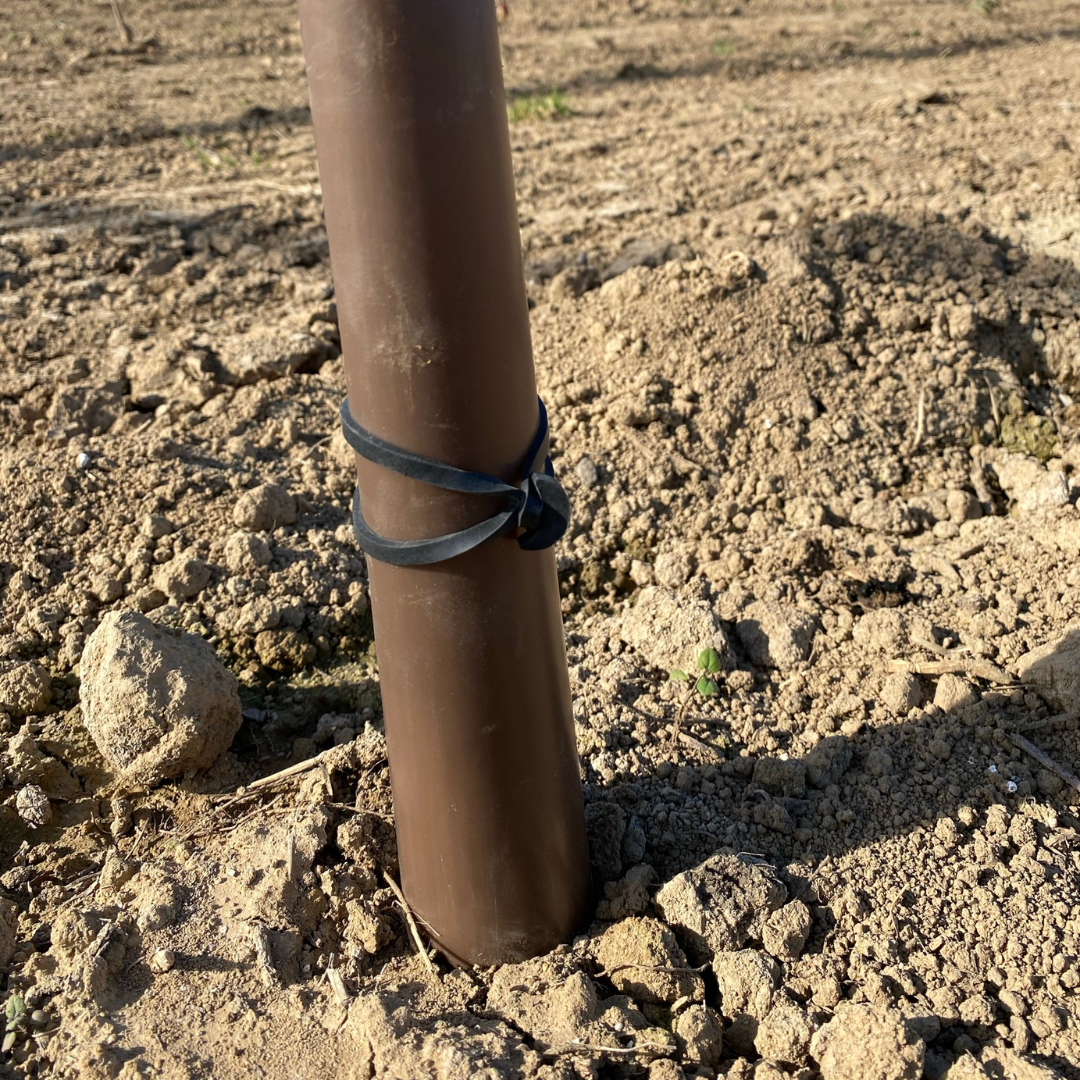 Gomas ancla de caucho para atado de ramas y ejes | 5, 8, 12 y 16 cm