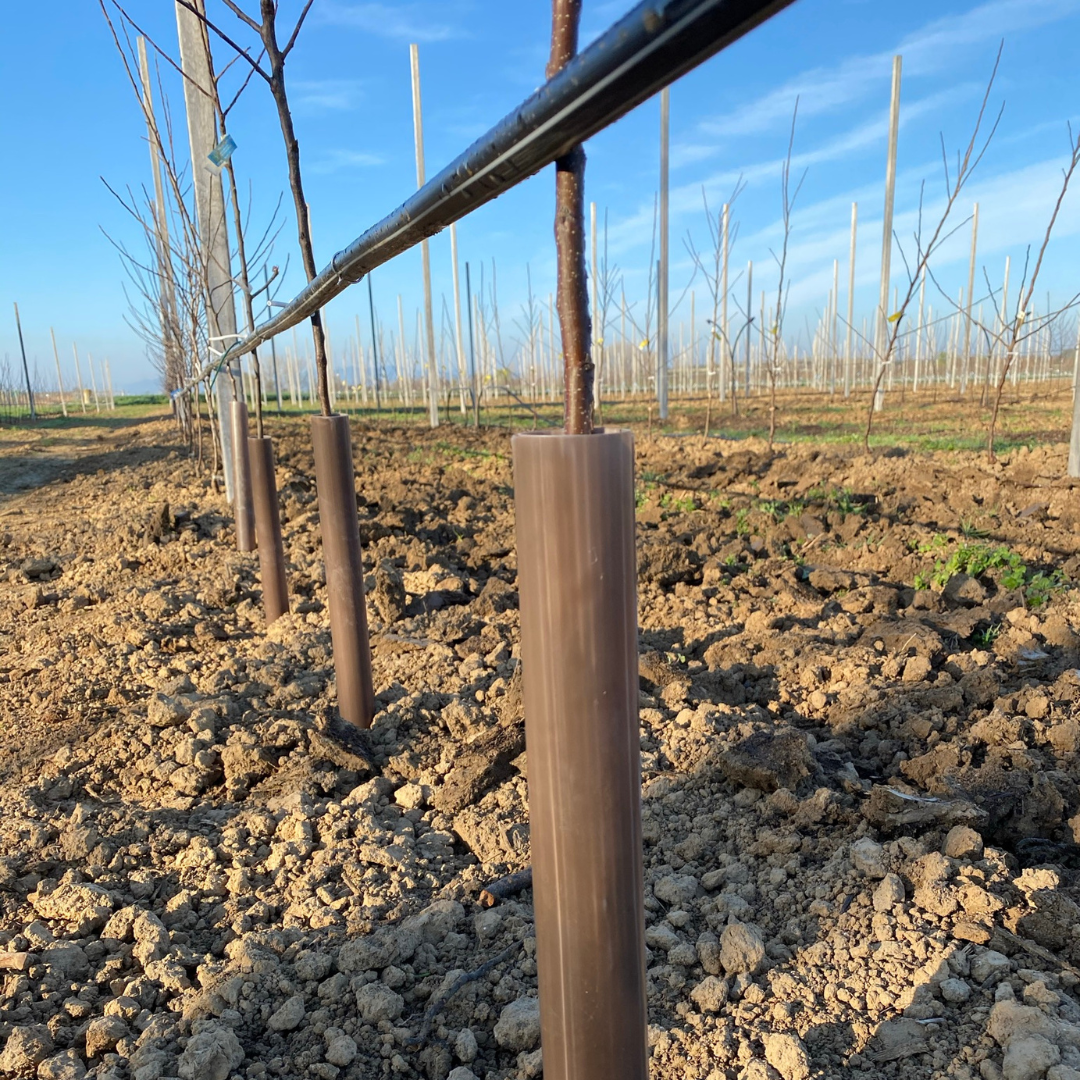 Protectores de árboles autoenrollables | Protección contra animales y herbicidas – 40 y 60 cm