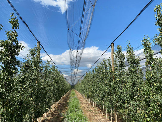 Postes de madera Clase 4 SP: la base de una malla antigranizo duradera | Novafrut