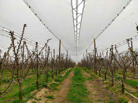 ¿Malla antigranizo o seguro agrícola? Comparativa real para agricultores | Novafrut