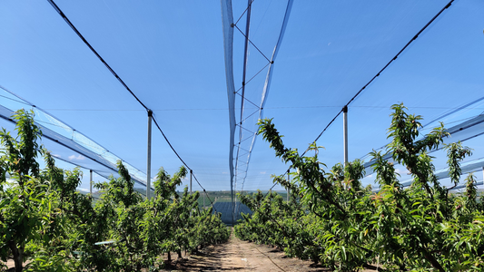 Sistema trampolín Novafrut: evacuación, durabilidad y menos mantenimiento