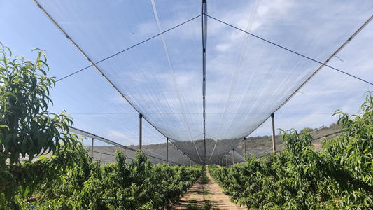 Sistema trampolín vs capilla: diferencias clave en mallas antigranizo | Novafrut