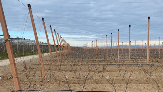 Postes de madera o de hormigón: ¿qué elegir para tu malla antigranizo? | Novafrut