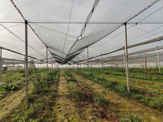¿Invernadero o malla antigranizo? Alternativa para horticultura con ayudas | Novafrut